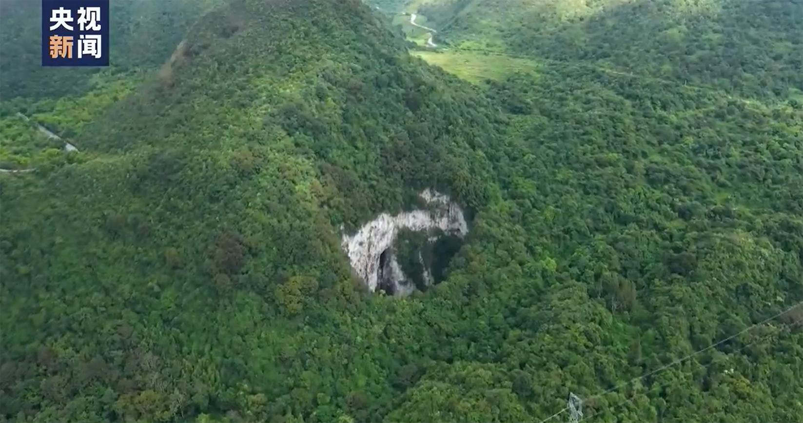 蒙自天坑发现异叶苣苔,竹生羊奶果和竹生羊奶子的区别