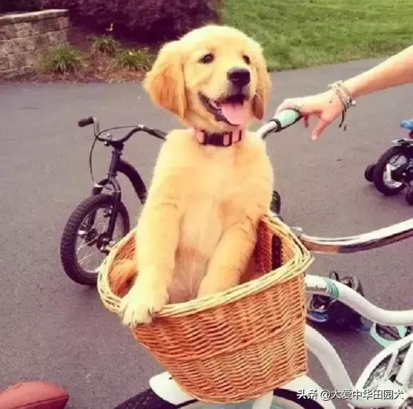 哪种狗既能看家护院又不乱咬人,什么狗不挑食会守家对主人忠诚