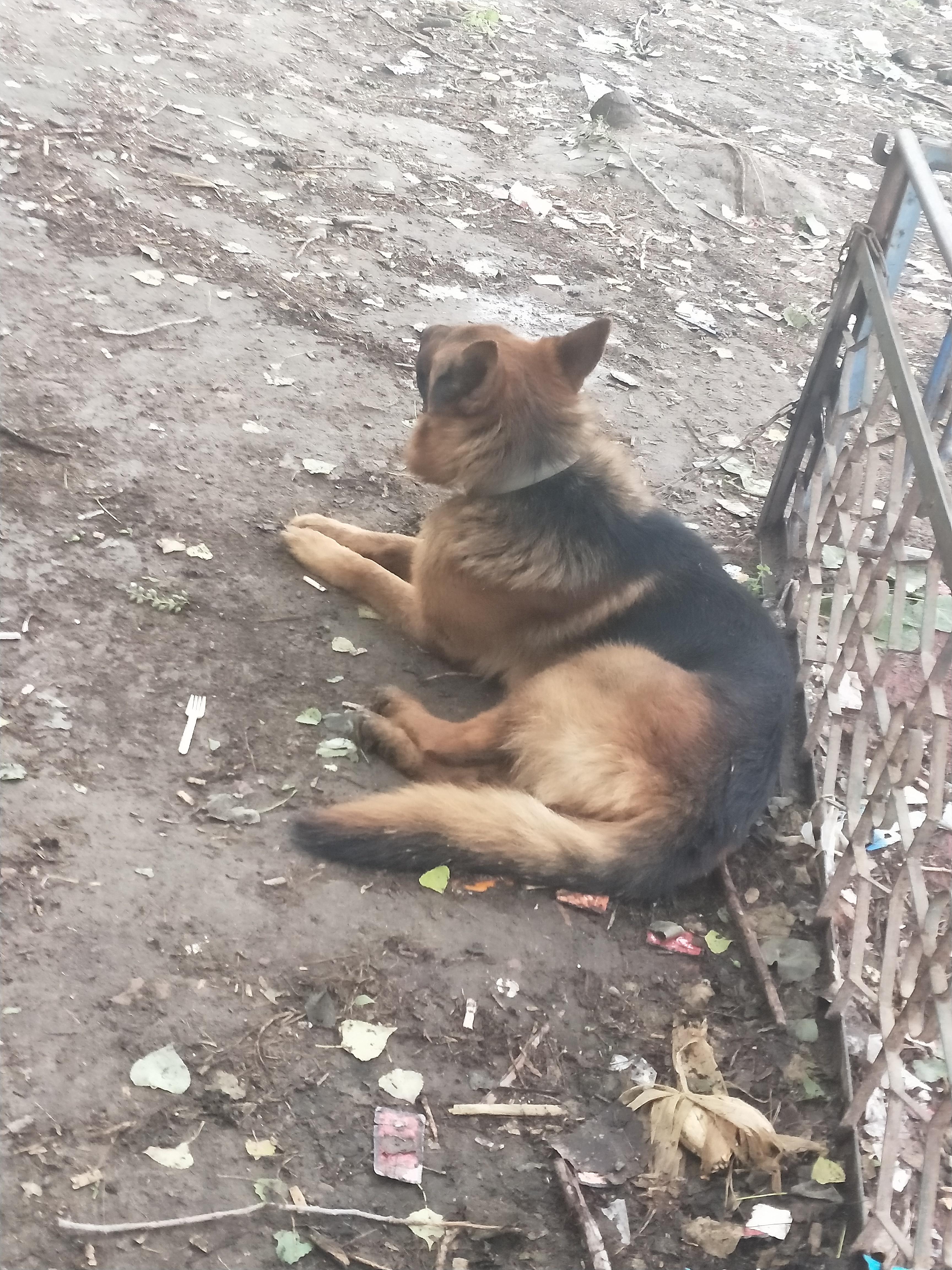 商丘宠物交易市场宠物兔,逛东北宠物交易市场