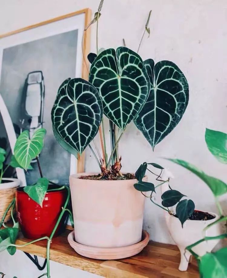 94种常见唯美观叶植物,会开花的绿色硬叶植物