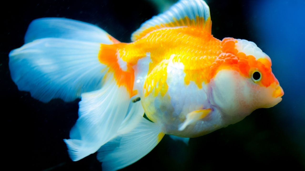 金鱼怎么养最鲜艳视频教程,金鱼需要打氧吗