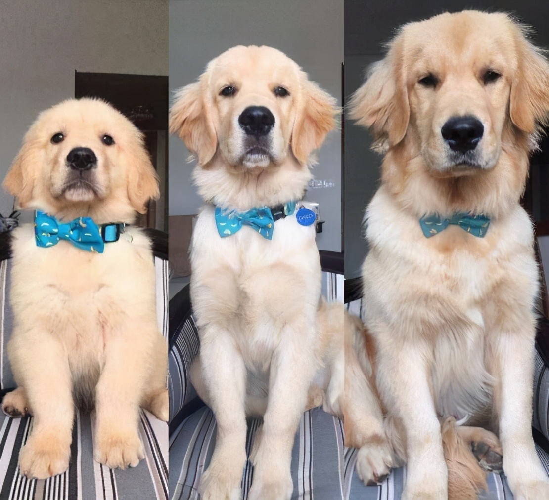 家里适合养什么狗看家护院干活,既能看家又温顺的狗还能照顾孩子