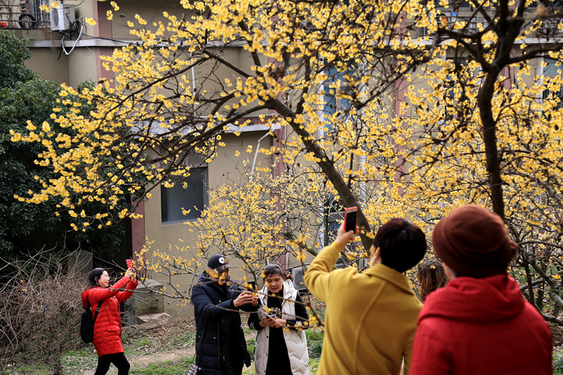 南京古林梅岭，二梅报春；盆景园梅花，婀娜多姿