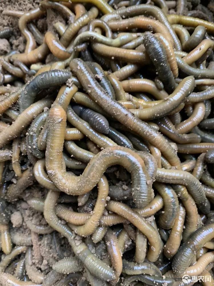 钓黄鳝的正确方法及视频,黄鳝钓法口诀大全