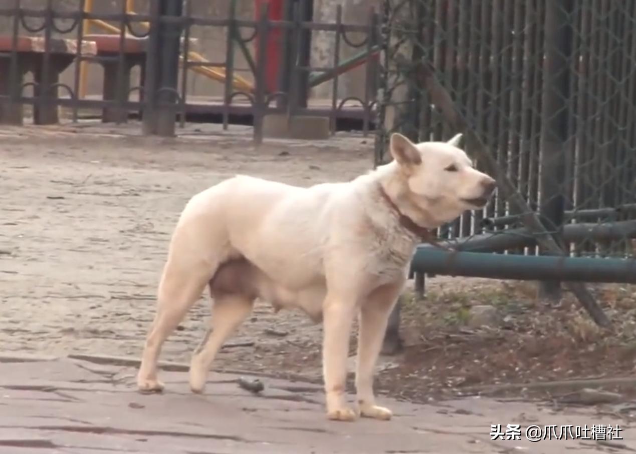 刚出生流浪小奶狗被虐待打断腿,救出长期被虐待流浪狗