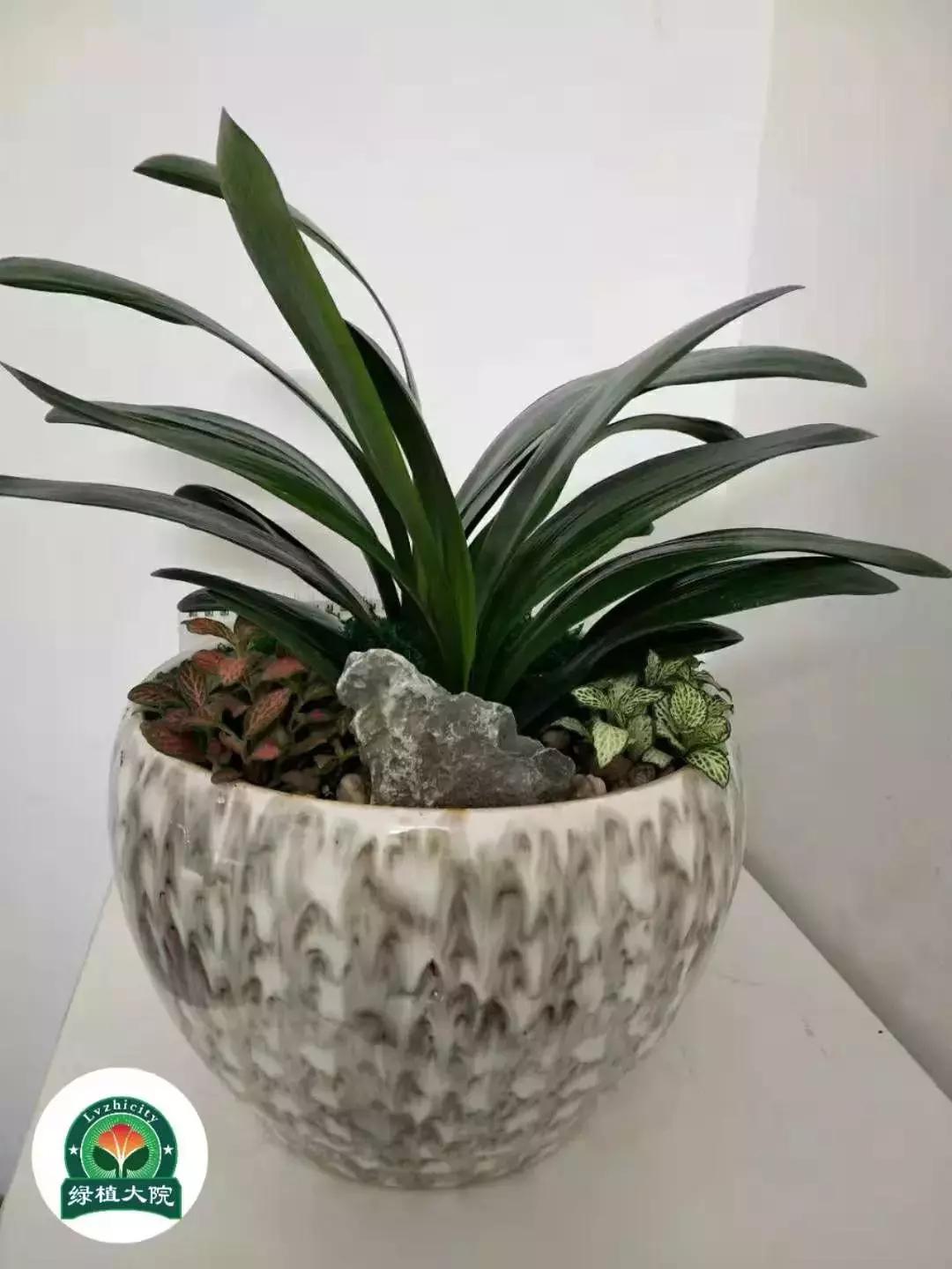 君子兰盆栽几月份换盆最好,绿植君子兰换土时间及方法