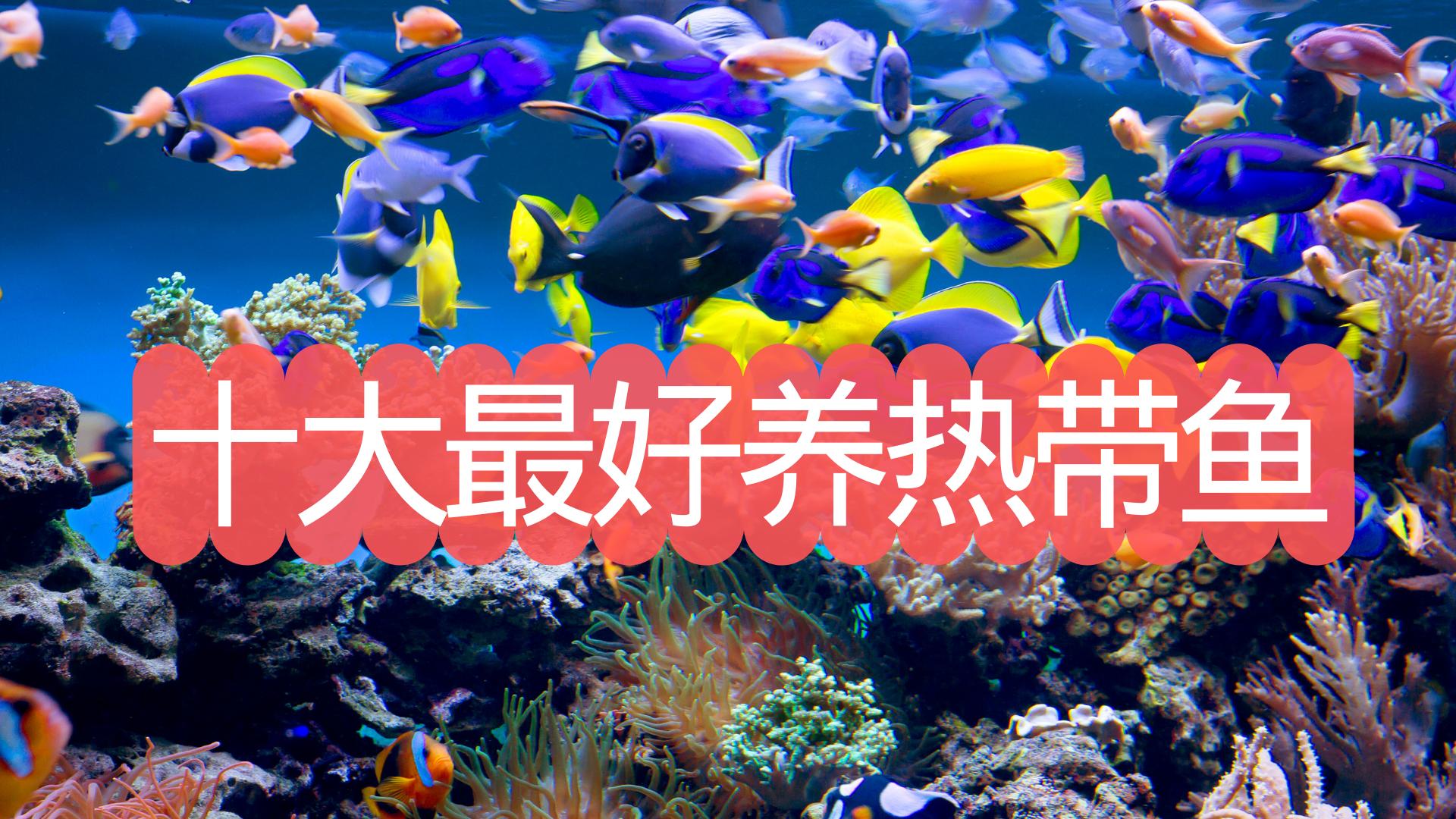 冷水鱼好养还是热带鱼好养,十大养不死的观赏鱼热带鱼