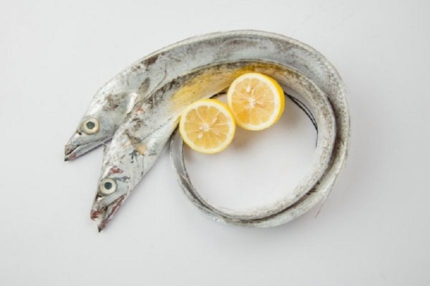 为过收费站，浙江一司机生吃带鱼证新鲜，带鱼真的一出水就死？