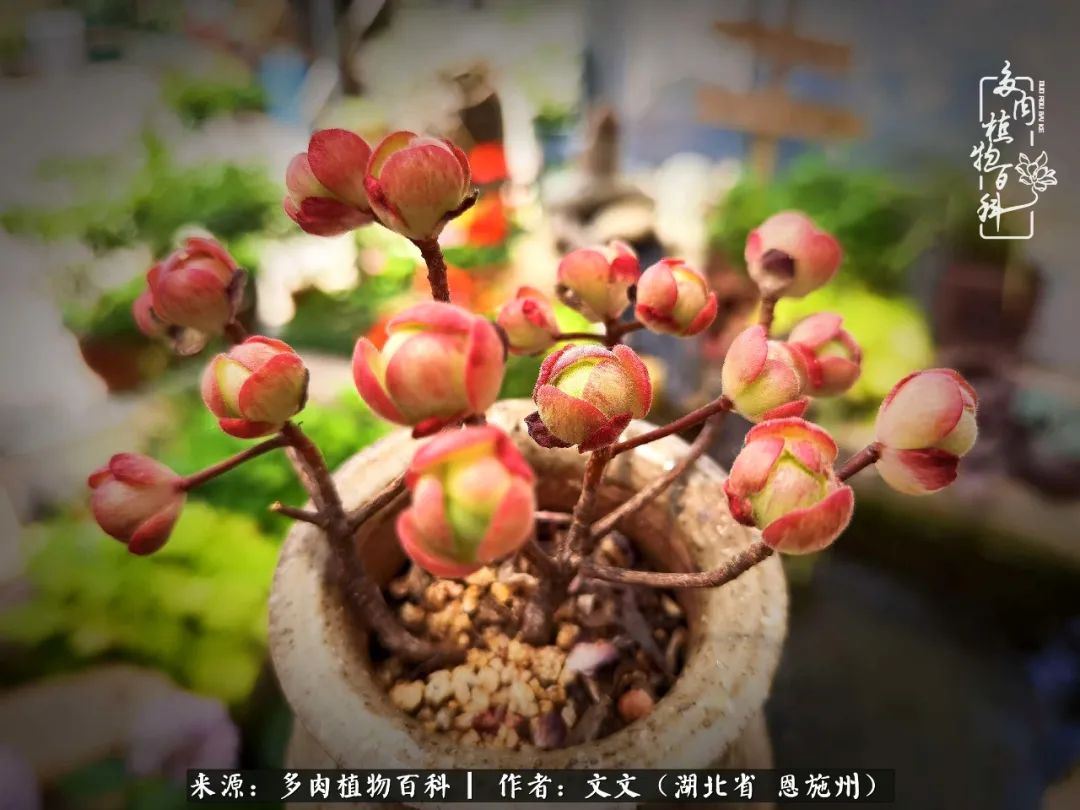 夏季多肉花园图片,初夏多肉花园