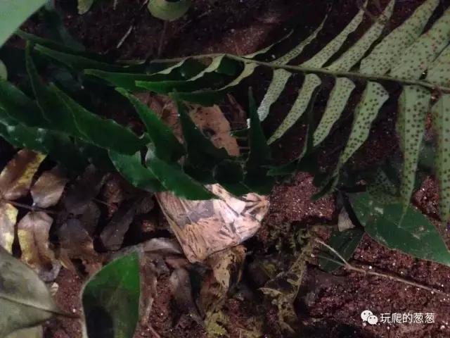 半水龟环境建造,椰土养半水龟