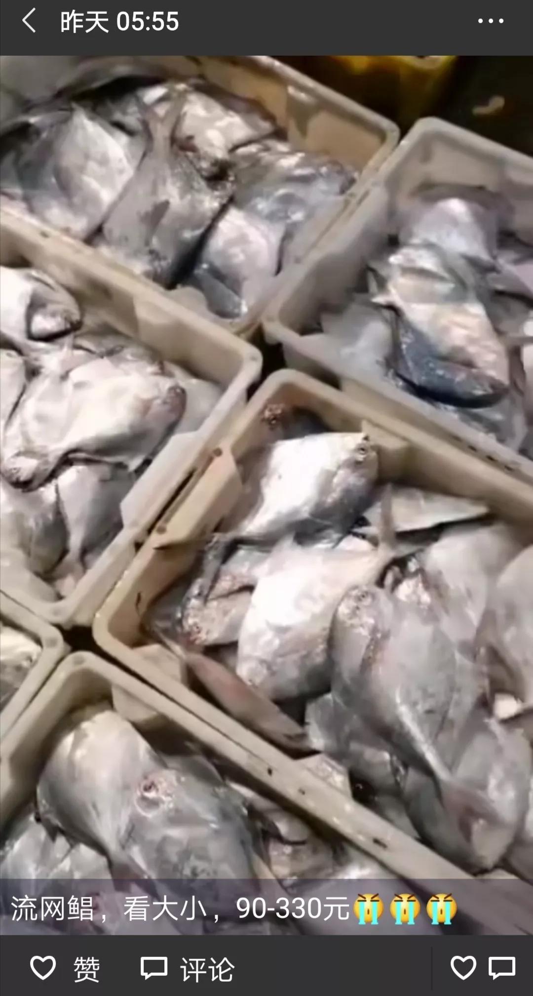 舟山白鲳,舟山的大白鲳