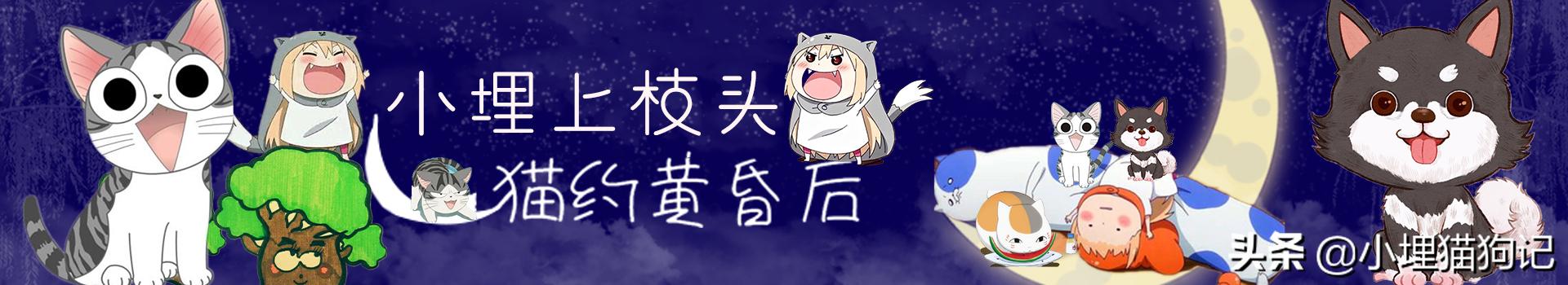 喜鹊偷吃鸟蛋被发现,喜鹊为什么要杀小鸡