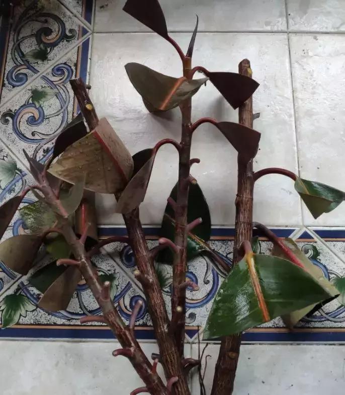 倒垃圾时捡一盆绿萝,被丢弃的一盆绿萝