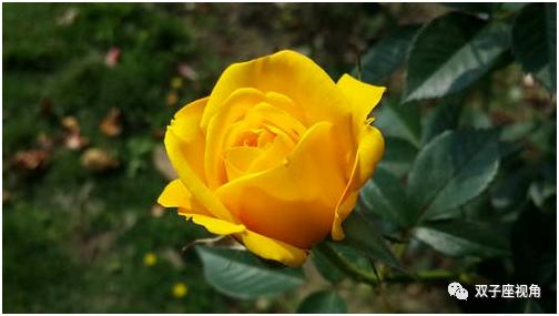 好歌赏析，听歌学英语——德克萨斯的黄玫瑰