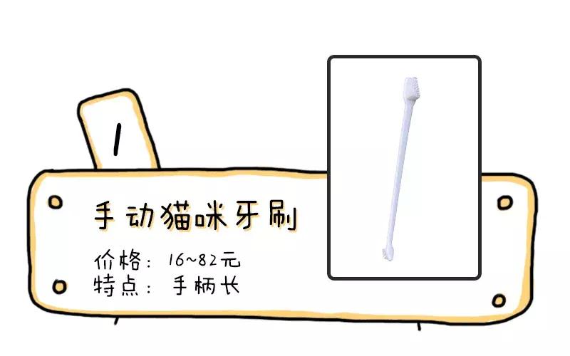 在办公室养猫是什么体验,不用牙膏只用牙刷给猫咪刷牙