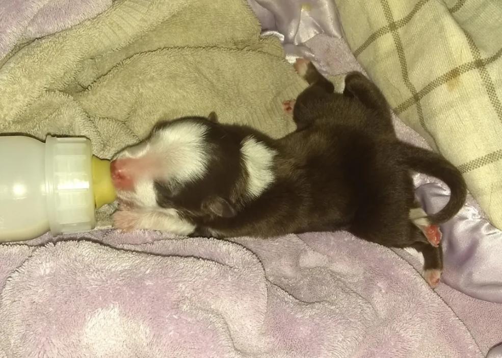 刚出生的小狗有只手畸形,小狗一出生就有六条腿两个尾巴