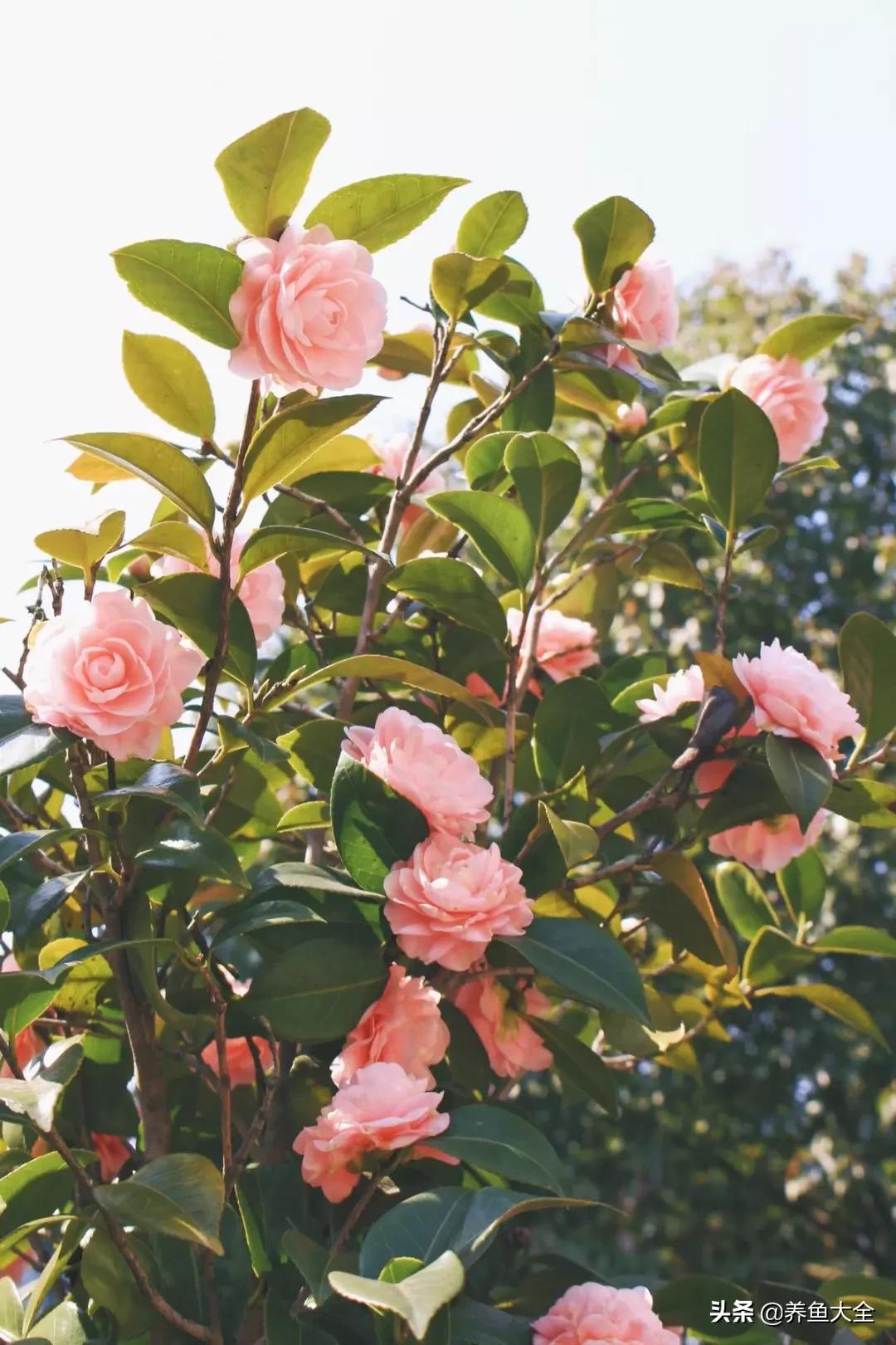 一至十二月的花期,12月到2月份的花期