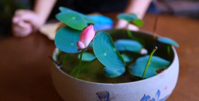 碗莲种子养殖的碗莲当年能开花吗,碗莲长出八个叶子什么时候能开花