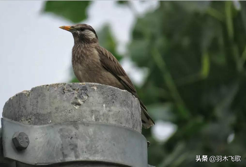 观鸟入门,观鸟小贴士