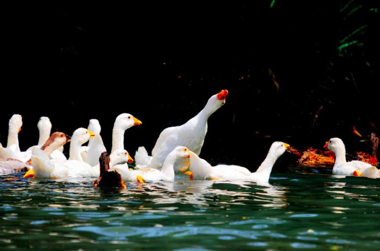 骆宾王最著名的十首诗,骆宾王最出名的十首诗