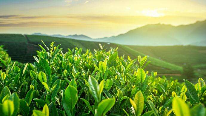 十大顶级土豪茶,十大名茶有哪些值得喝
