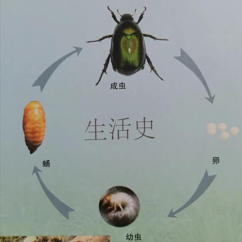 淡水龟的防治方法,猪鼻龟病虫害防治