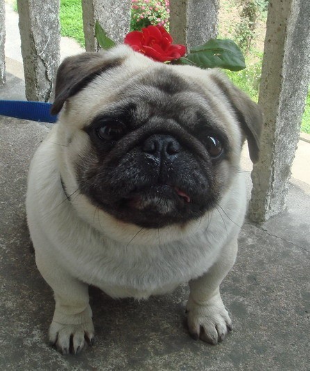 常见狗狗价格排行,狗狗价格以及品种大全