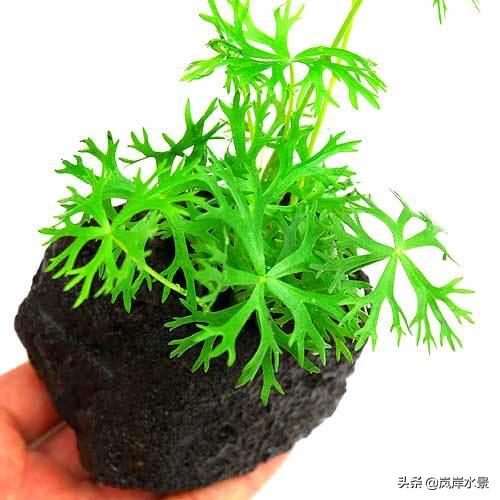 水草造景前景草,岚岸鱼缸造景图