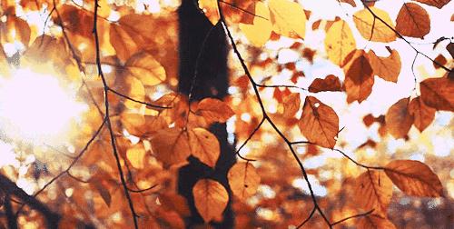 十一月火象星座水逆,11月运势排行榜