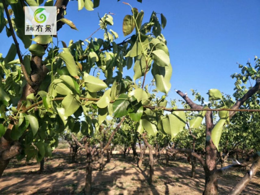 家里常见的果树有哪些,这些树千万不能栽在家门口