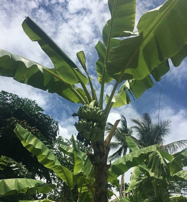 水果杂交冷知识,你不知道的水果冷知识