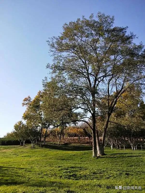 赏秋不必远行！大连这些地方美得正当时