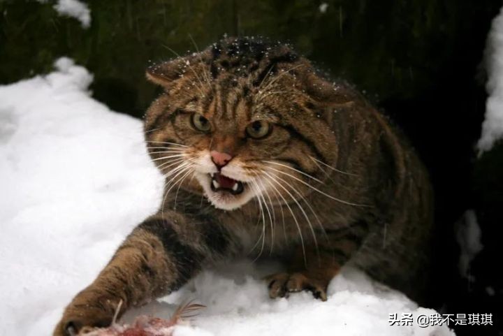 猫这么可爱为什么要删,猫咪割了蛋为什么很活泼