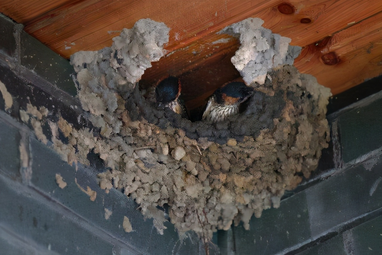 人类与外星生物融为一体,外星植物属于外星生命吗