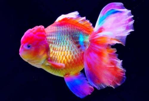 哪个品种的金鱼最漂亮最好看,传统金鱼国粹金鱼