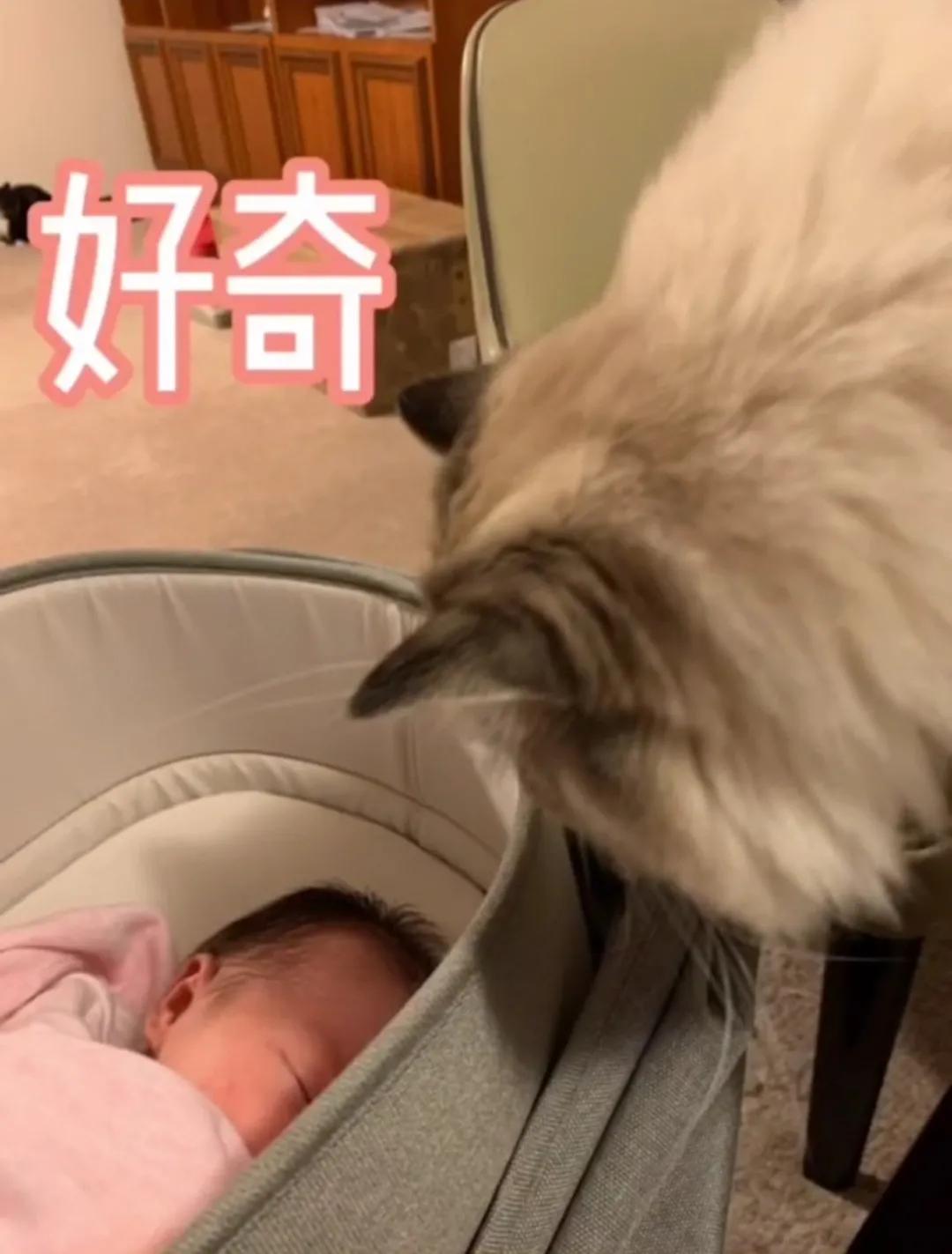 哪种猫最会带娃,什么猫带娃最好