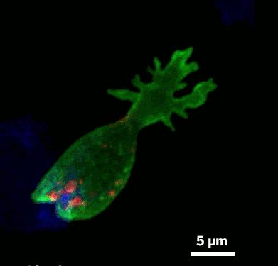 “新冠病毒可能长期存在？”当务之急，爸妈们千万要做好这件事