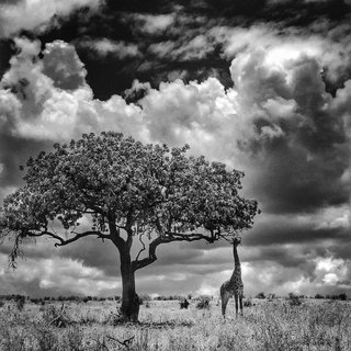 哪款iphone拍出来的照片更好看,苹果年度最佳照片