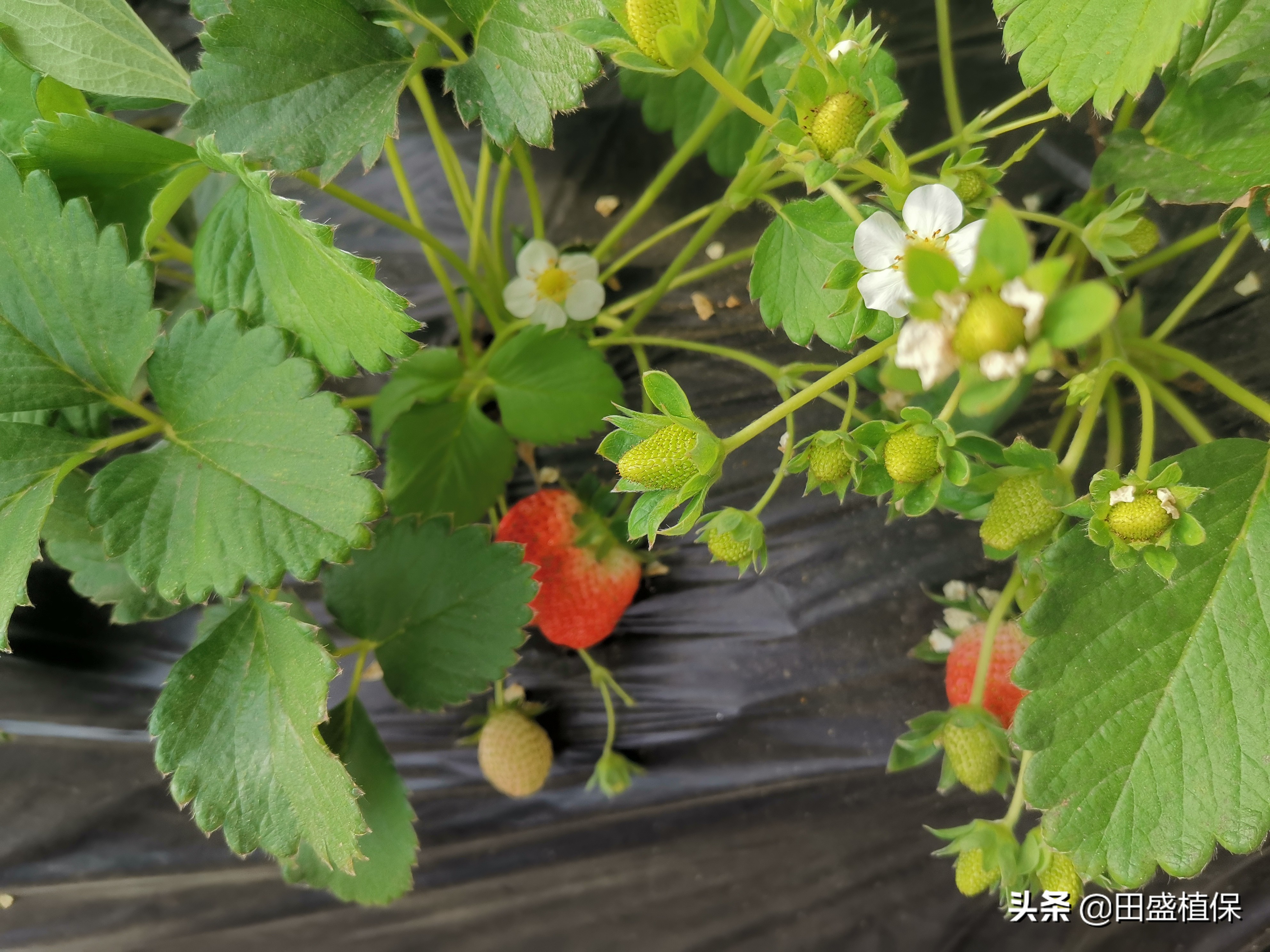 草莓种植离不开精准科学管理,草莓优质高产种植方案之病虫害