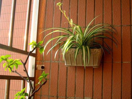 什么植物可以吸厨房的油烟容易活,厨房吸油烟小妙招