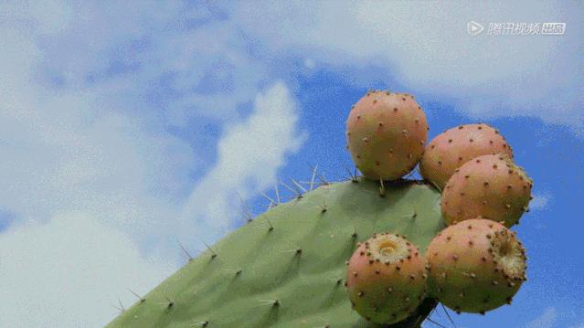 各种新奇水果,20种你没见过的水果