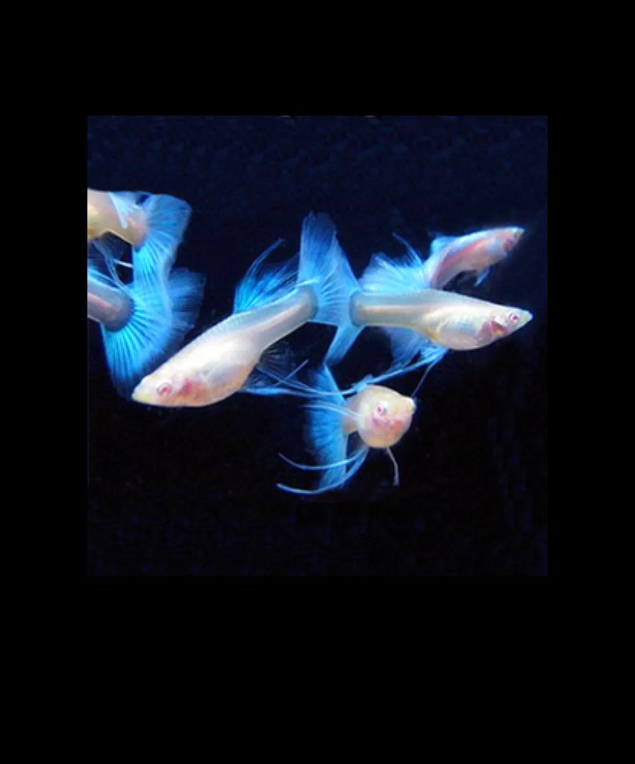 怎么快速给观赏鱼养水,观赏鱼鱼缸养水要求高