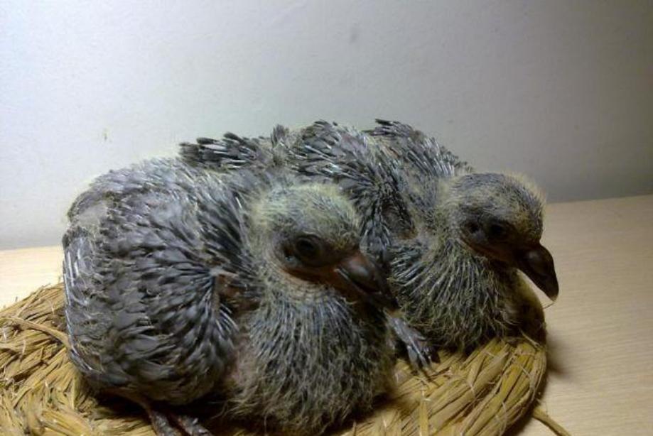 赛鸽名家怎样挑赛鸽品质,赛鸽配对怎么选择种鸽品种