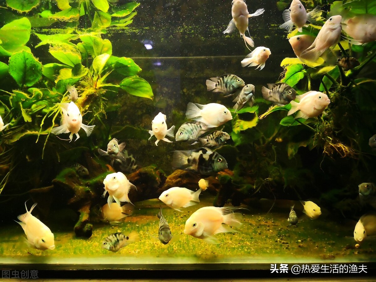 迷你鹦鹉鱼养殖方法怎么养,迷你鹦鹉鱼产卵后如何养