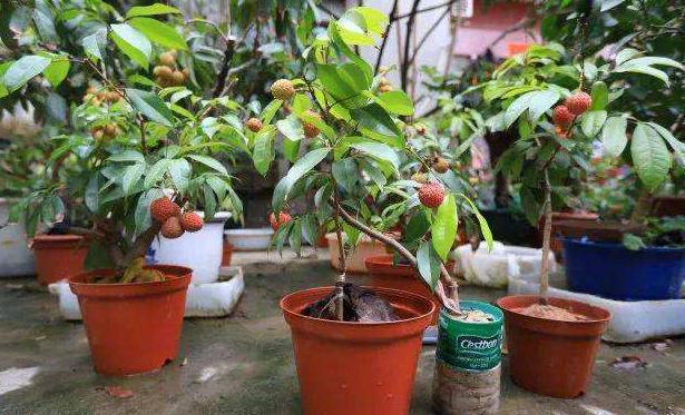 姘存灉鏋滄牳涓嶈鎵旂泦鏍界璧锋潵,涓夌姘存灉绫戒笉鑳芥斁鐩嗛噷