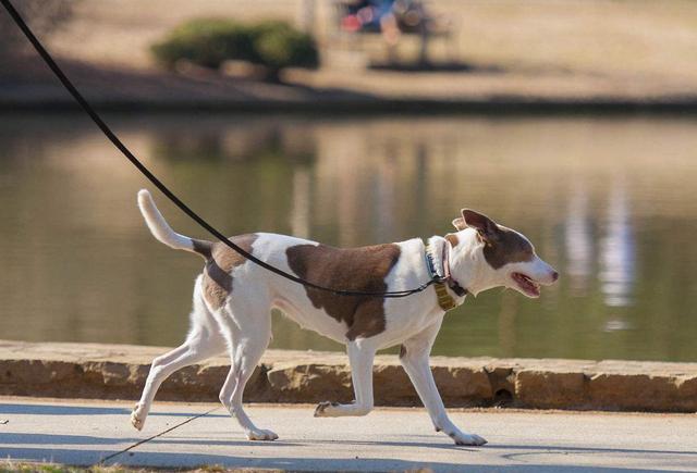 最小的狗狗是什么品种多少钱一只,喜欢板鸭趴的狗狗一般是什么品种