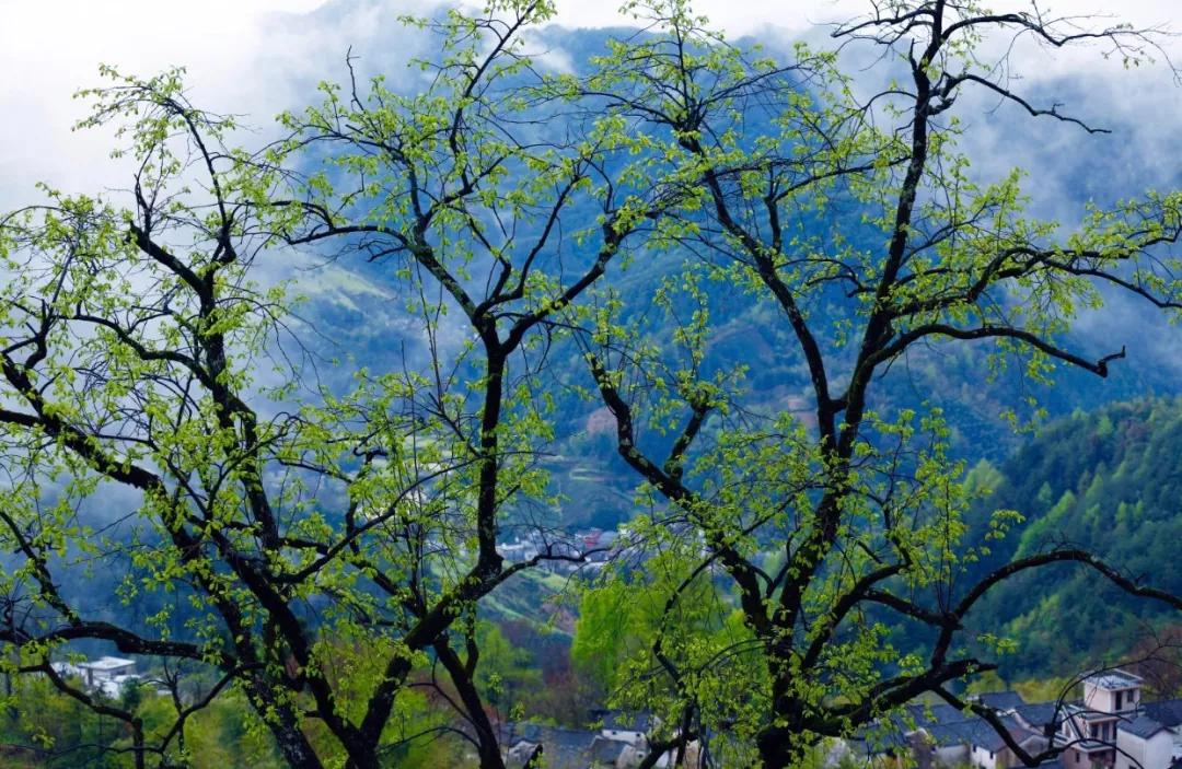 大暑的五种美,小暑的七种食物