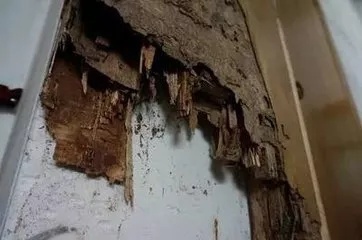 【吓人】太多多多……了！最近很多人被吓得不敢开灯，只因它又来袭