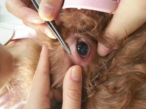 狗狗的寄生虫及其症状,狗狗都有哪些寄生虫病