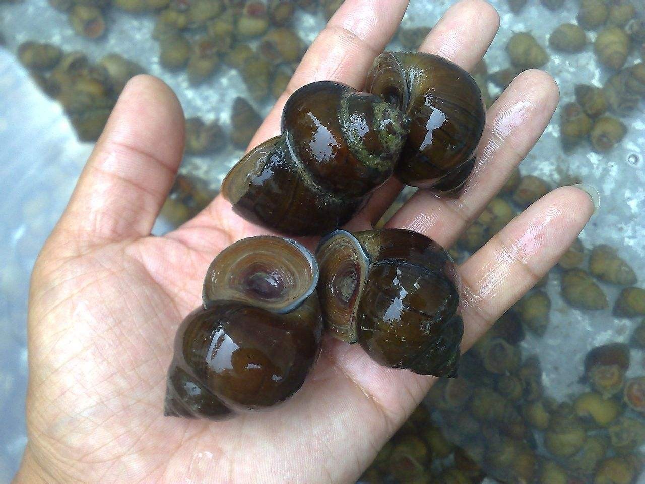 我，田螺！保护动物，不许打窝钓鱼，钓友：换马甲就不认识你了？